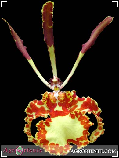 Orqu�deas - Psychopsis versteegianum